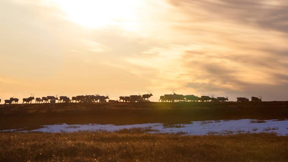 Reinsdyrflokk på vidda i solnedgangen.