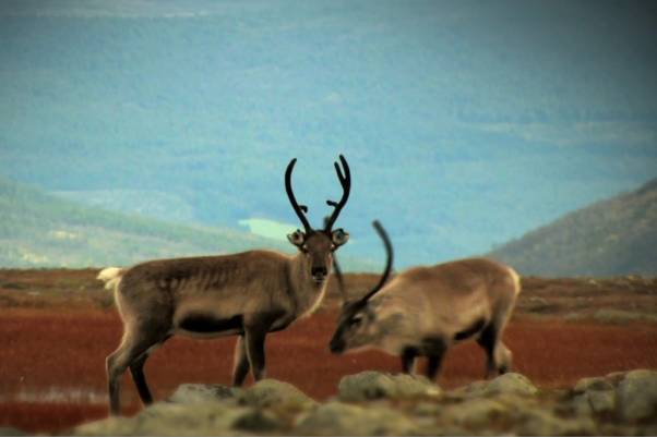 To rein med store gevir står på en åpen mark med fjell i bakgrunnen.