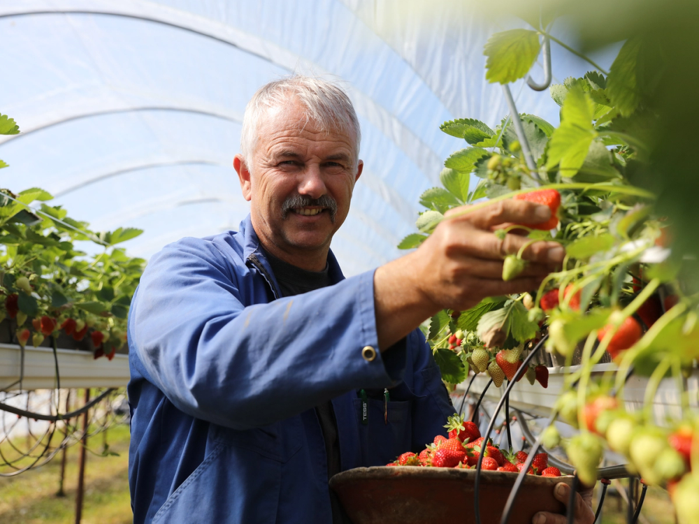 En person plukker jordbær i et drivhus i Trøndelag, med grønne blader og modent rødt jordbær rundt seg.