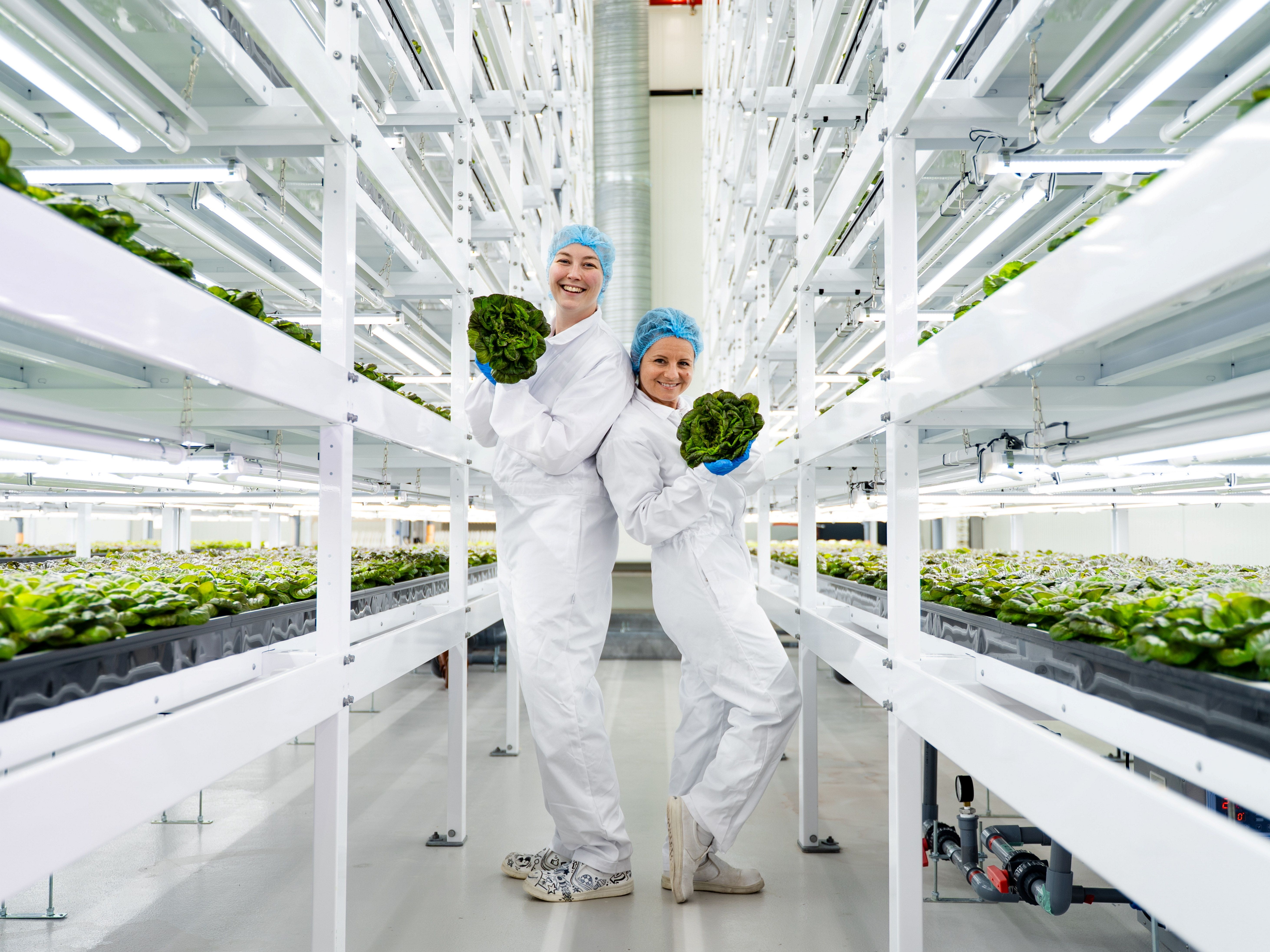 To personer i hvite kjeledresser jobber i et drivhus med grønne planter på hyller.