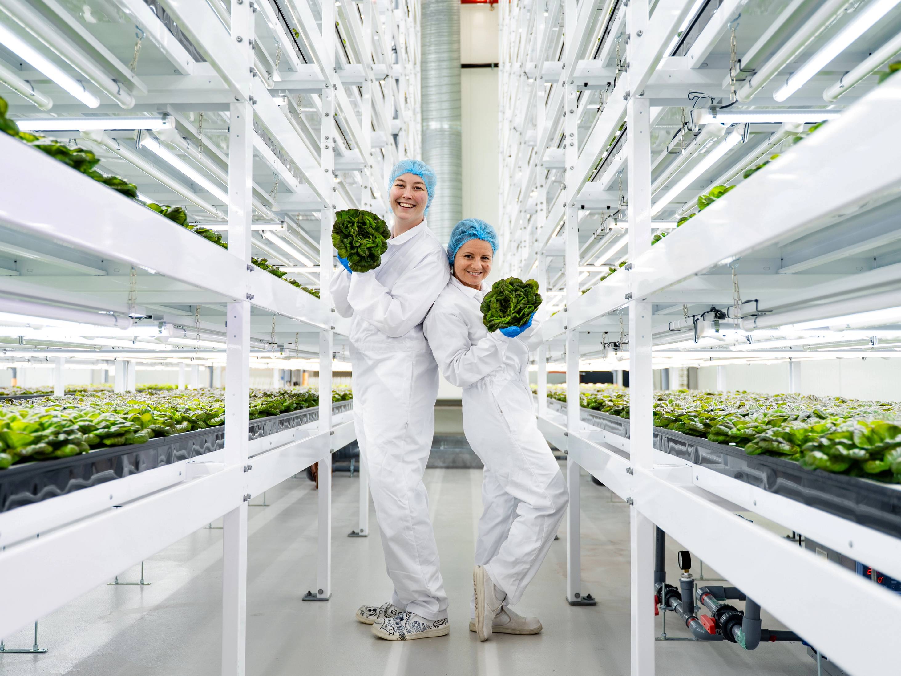 To personer i hvite kjeledresser jobber i et drivhus med grønne planter på hyller.