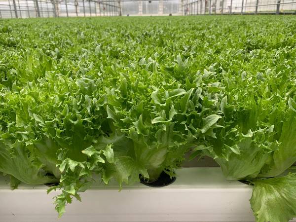 Frodige grønne salatplanter dyrkes i et drivhus med plastdekke, med flere rader av salat i bakgrunnen.