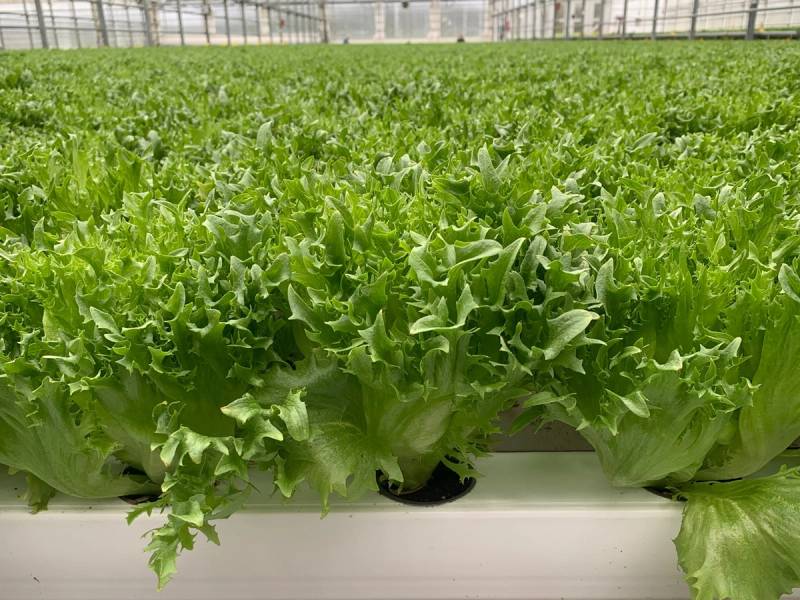 Frodige grønne salatplanter dyrkes i et drivhus med plastdekke, med flere rader av salat i bakgrunnen.