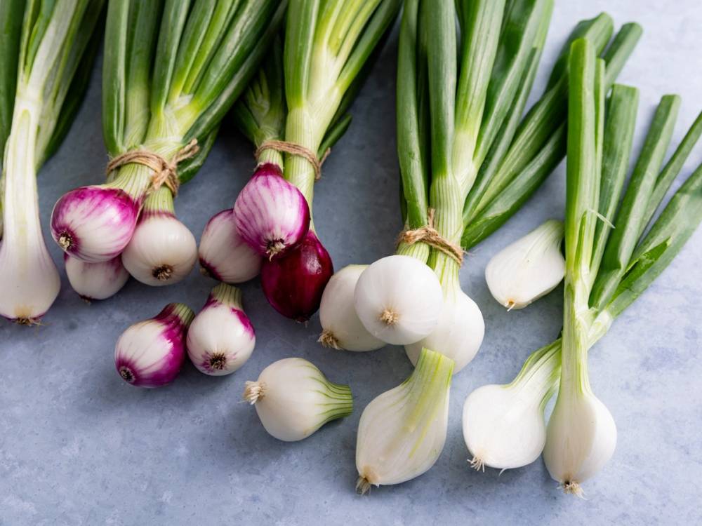 Ferske vårløk med grønne stilker og hvite og lilla løkknoller ligger på en grå overflate.