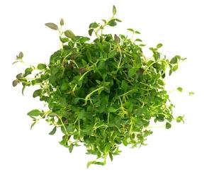 En tett klump med timian med grønne blader og små stilker.