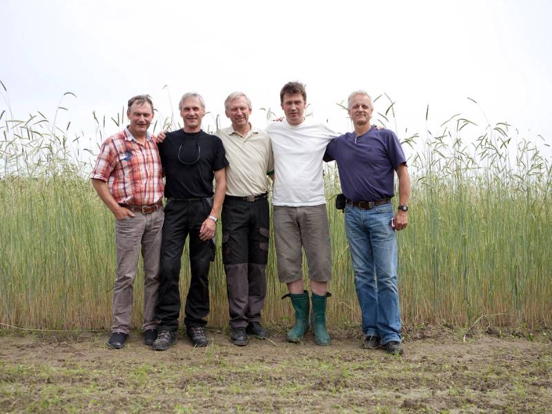 Fem menn står i en åker med økologisk spesialkorn, og alle smiler mot kameraet.