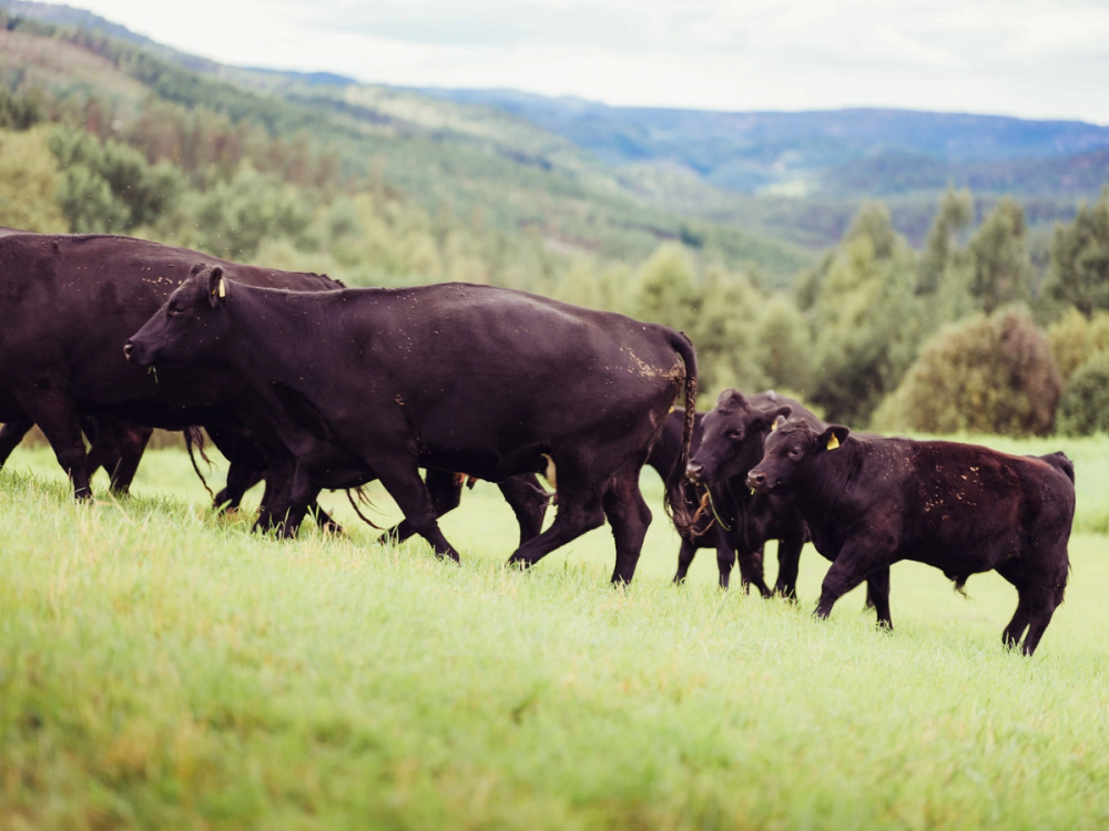 Noen svarte Angus-kyr beiter på en grønn eng med åser og skog i bakgrunnen.