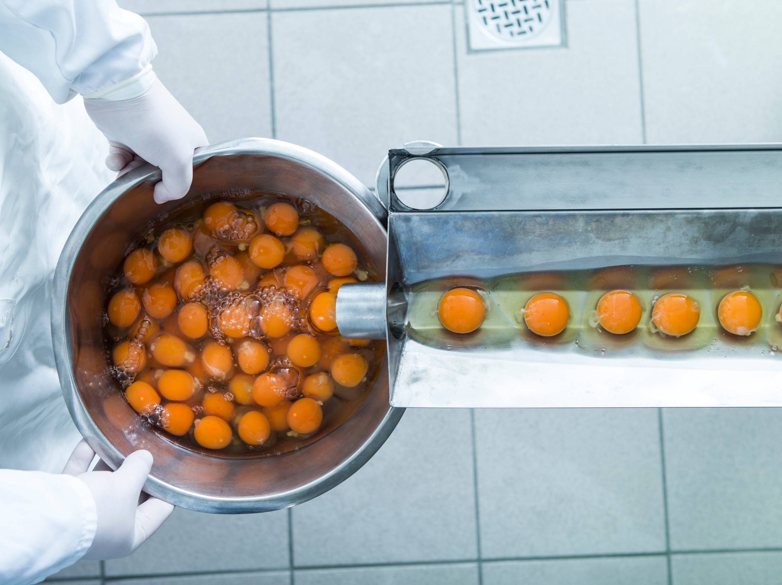 Egg blir sortert på et rullebånd i en fabrikk.