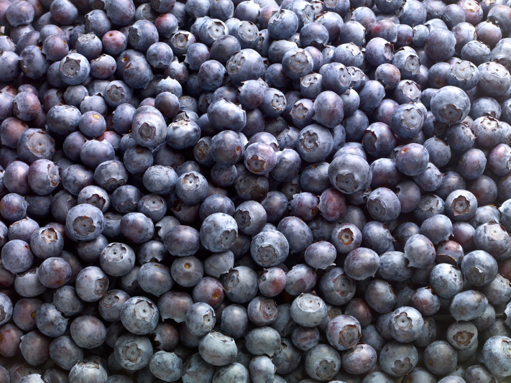 En stor mengde blåbær som dekker hele bildet.