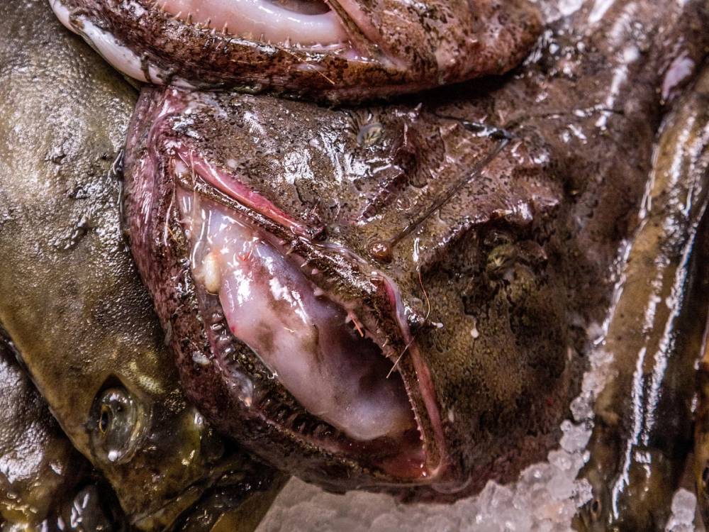 En stor breiflabb ligger på en stein, med åpen munn og tydelige tenner.