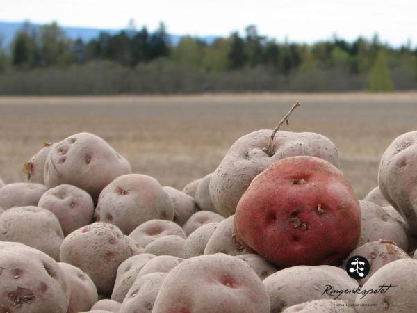 Rå ringerikspoteter ligger på jordet med en åker og trær i bakgrunnen.