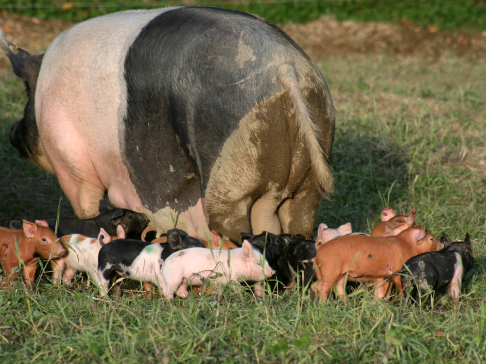 En stor gris som ser ut til å være en voksen, omgitt av flere små griser på en grønn eng.
