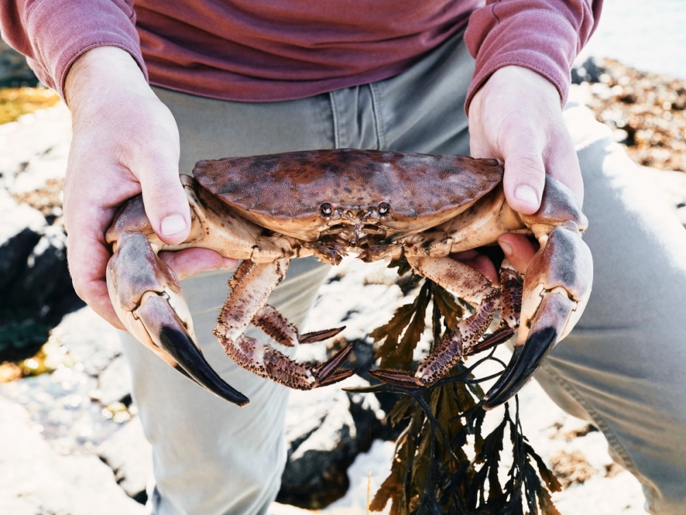 Person holder en stor krabbe med klørne utstrakt, på en steinete strand.