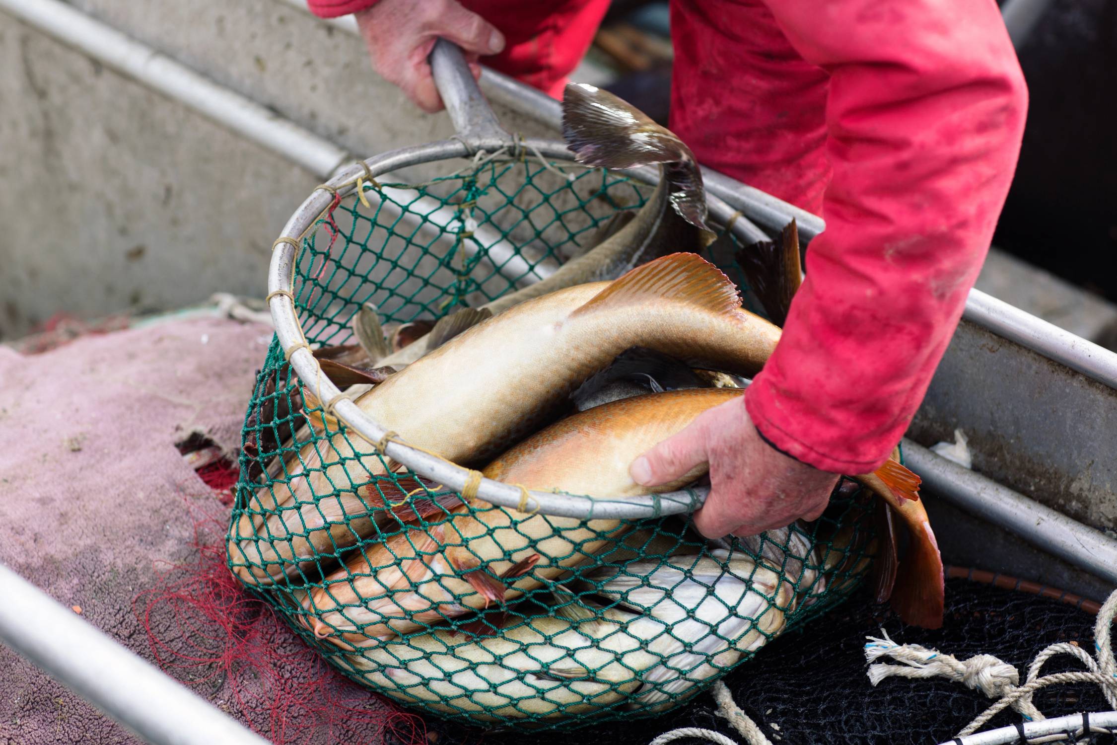 En person med røde klær holder en fiskekurv fylt med flere store fisker på en båtdekk.