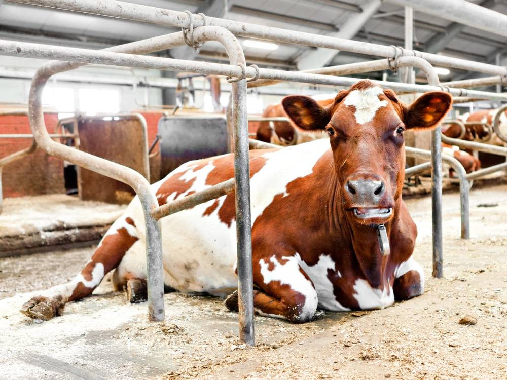 En ku ligger i en bås på et gårdsysteri, omgitt av metallrammer og innendørs opphold.
