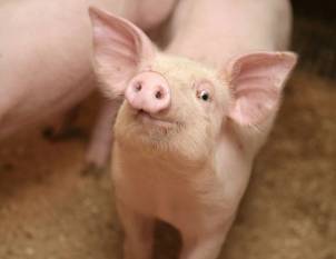 En liten gris ser opp med store ører og snute, på en jordete overflate.