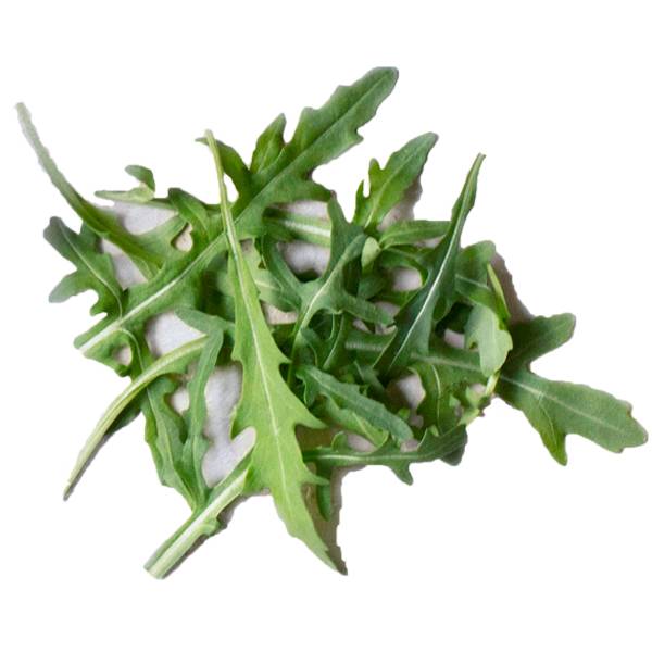 Frisk ruccula med grønne, spisse blader på en hvit bakgrunn