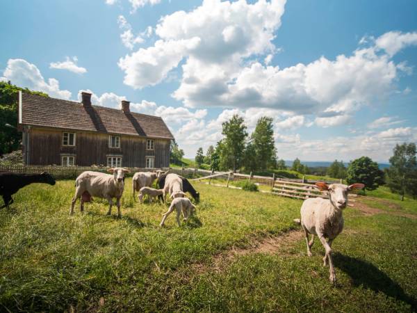 Gårdsland med sauer som beiter foran en gammel trebygning under en blå himmel med skyer.