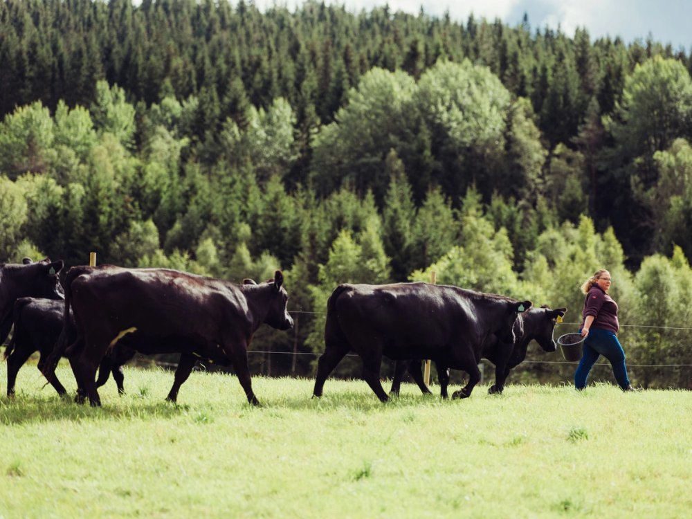 En person går med fire svarte Angus-kyr på en grønn eng med skog i bakgrunnen.