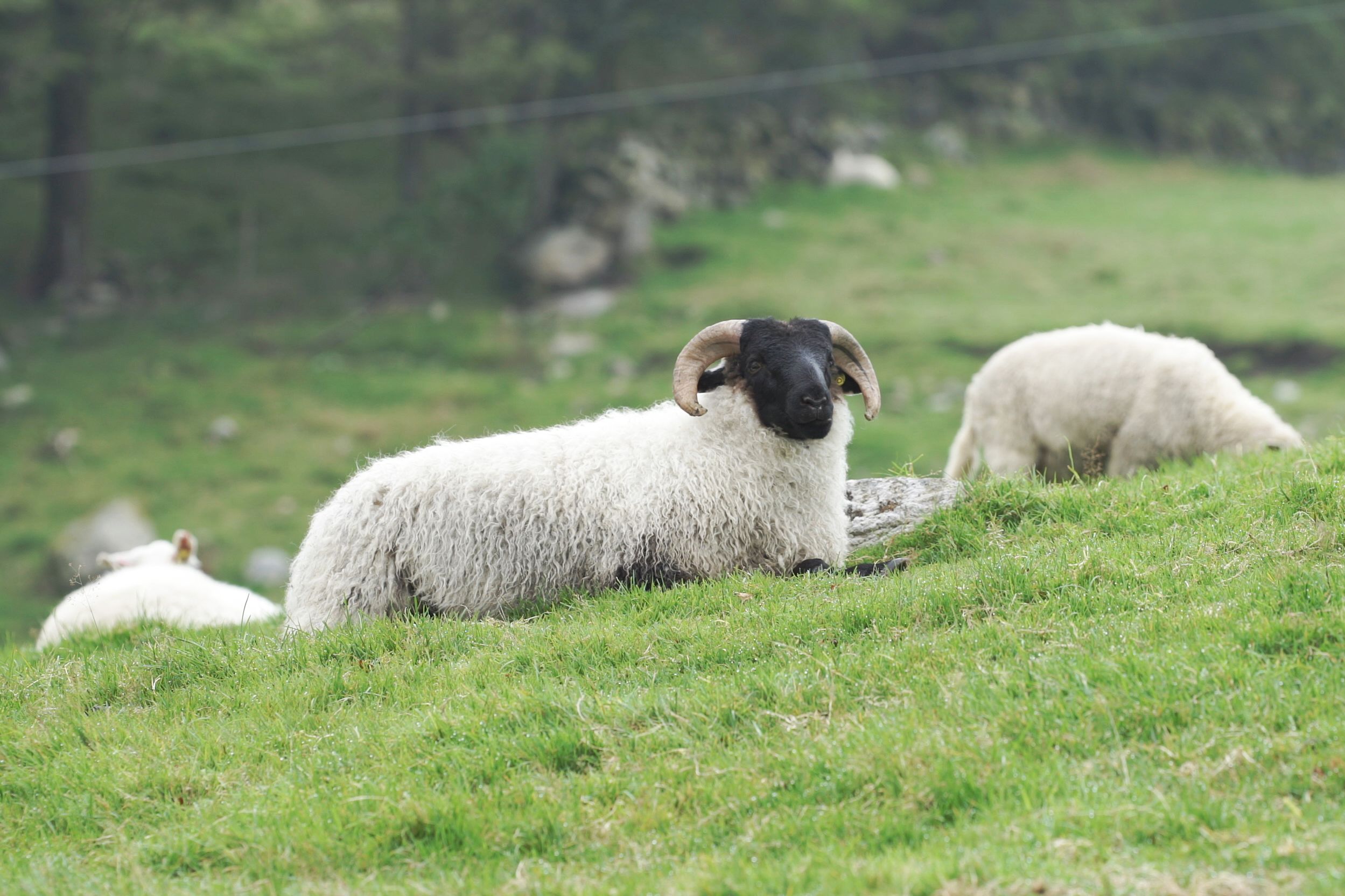 To sauer ligger på en grønn eng, med en bakgrunn av trær og fjell, og en annen sau som går bortover i bakgrunnen.