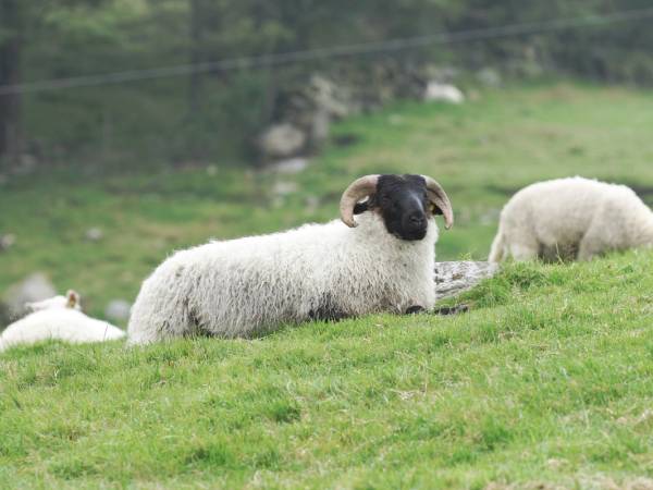 To sauer ligger på en grønn eng, med en bakgrunn av trær og fjell, og en annen sau som går bortover i bakgrunnen.
