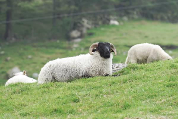 To sauer ligger på en grønn eng, med en bakgrunn av trær og fjell, og en annen sau som går bortover i bakgrunnen.