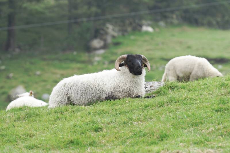 To sauer ligger på en grønn eng, med en bakgrunn av trær og fjell, og en annen sau som går bortover i bakgrunnen.