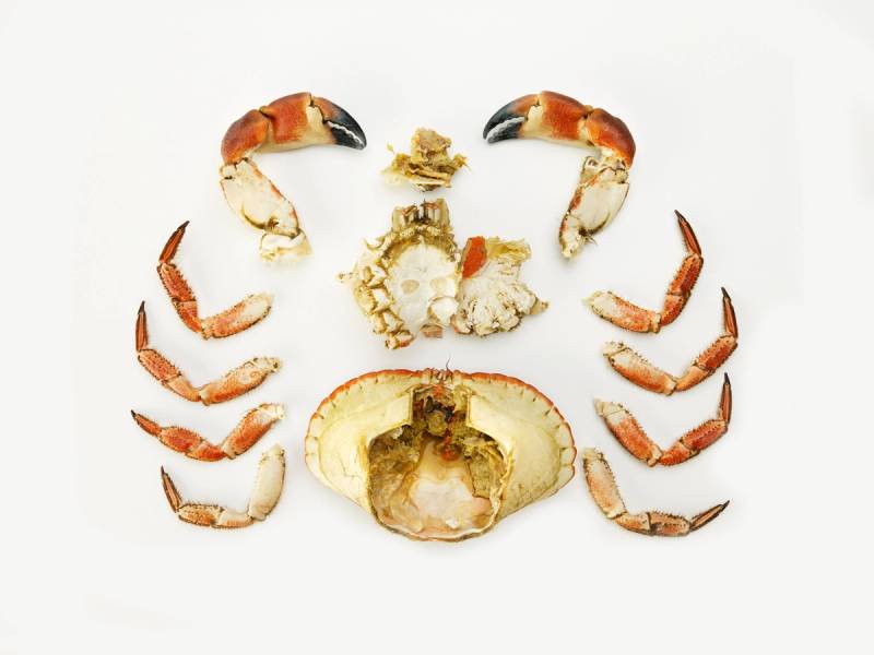 Rengjort krabbeklo og deler av krabbeskallet på en hvit bakgrunn, med noen krabbeben rundt.
