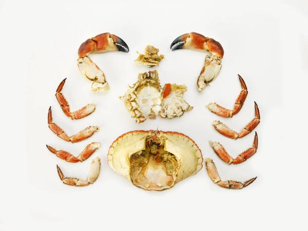 Rengjort krabbeklo og deler av krabbeskallet på en hvit bakgrunn, med noen krabbeben rundt.