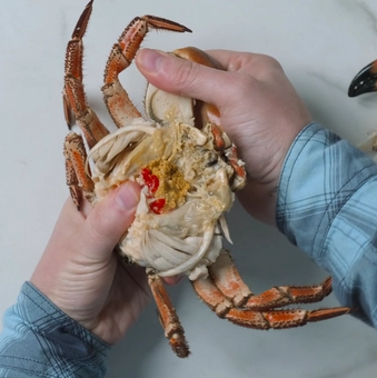 En person fjerner klør fra en krabbe med hendene sine.