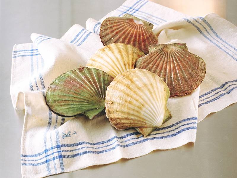 Seks kamskjell med ulike farger og mønstre ligger på en hvit og blåstripet kjøkkenklut.
