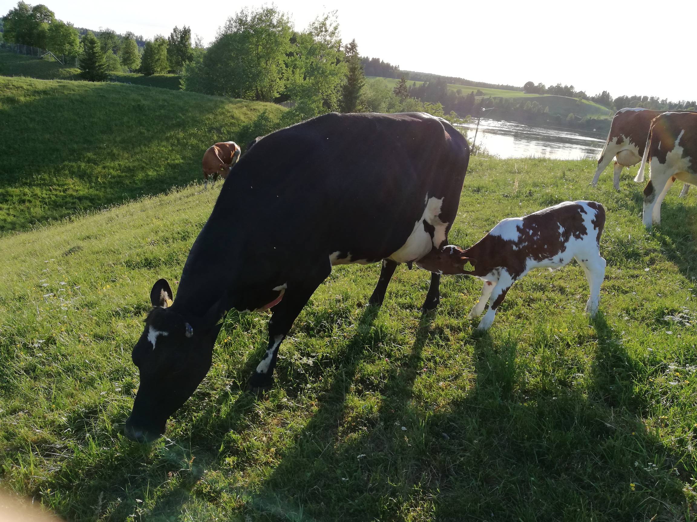 En ung ku og kalv som beiter på en grønn eng ved en innsjø, med flere andre kyr i bakgrunnen.