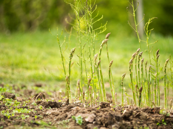 Aspargesplanter spirer opp fra jorden i en grønn hage, med flere unge skudd som vokser oppover.