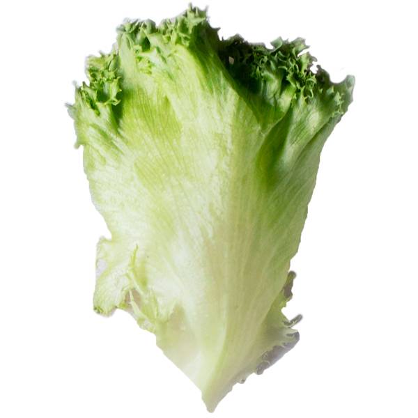 En frisk og sprø crispisalat med grønne blader.