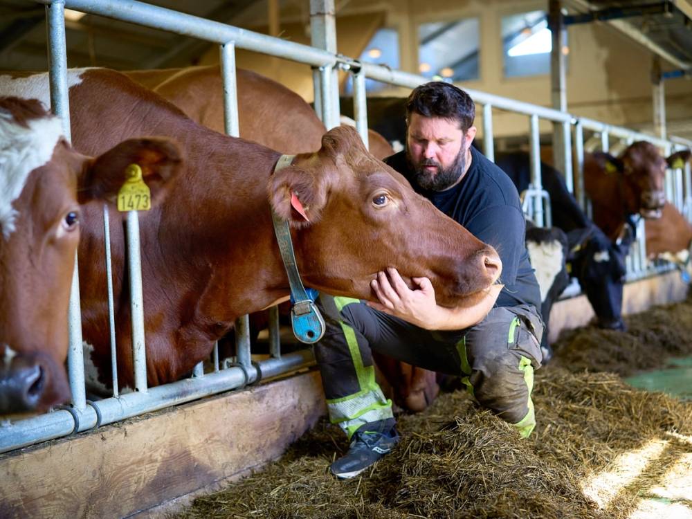 En person som klapper en ku i en fjøs med flere kyr i innhegning.