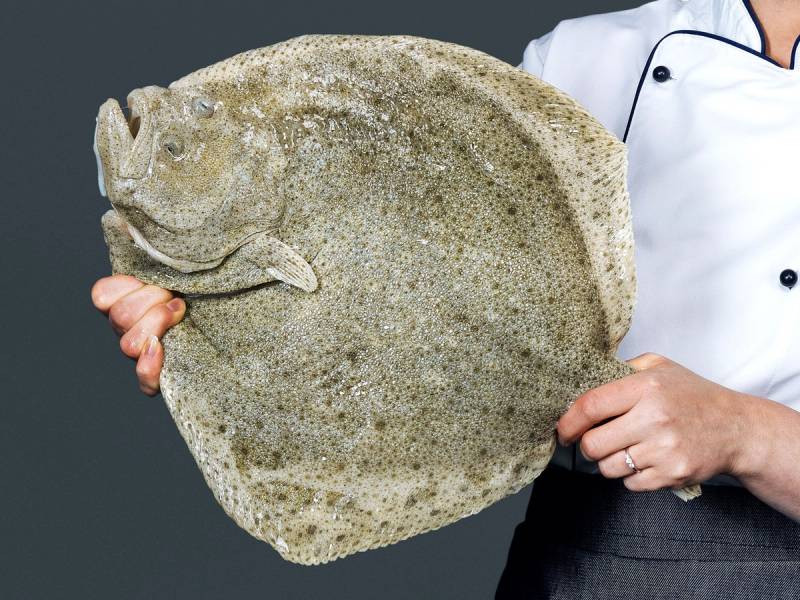 En person holder opp en stor piggvar med en hånd, med en kokkekjole på seg.