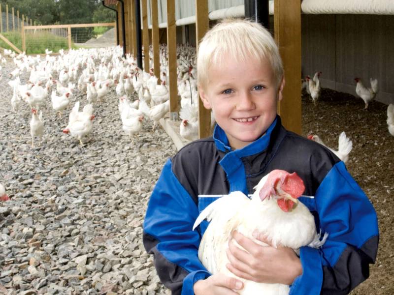 En person holder en hvit hønse i armene på en gård med flere høner i bakgrunnen.