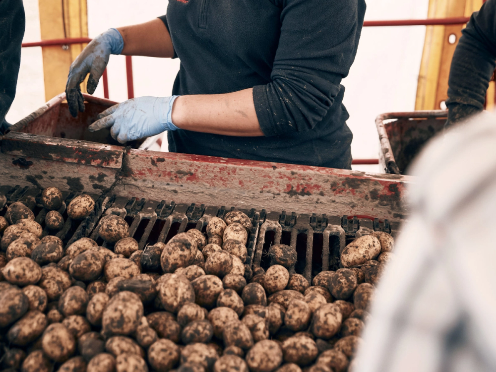 Person som sorterer poteter på en sorteringsmaskin i en innendørs produksjonslinje.