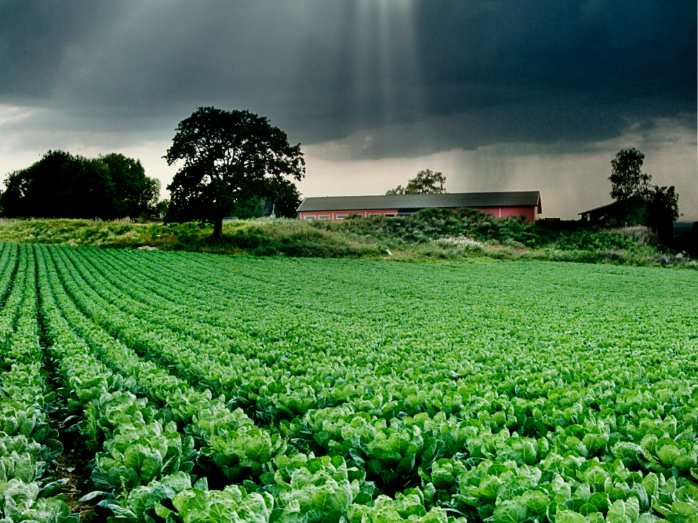 Landskap med grønne grønnsaker i en jordbruksåker under en overskyet himmel