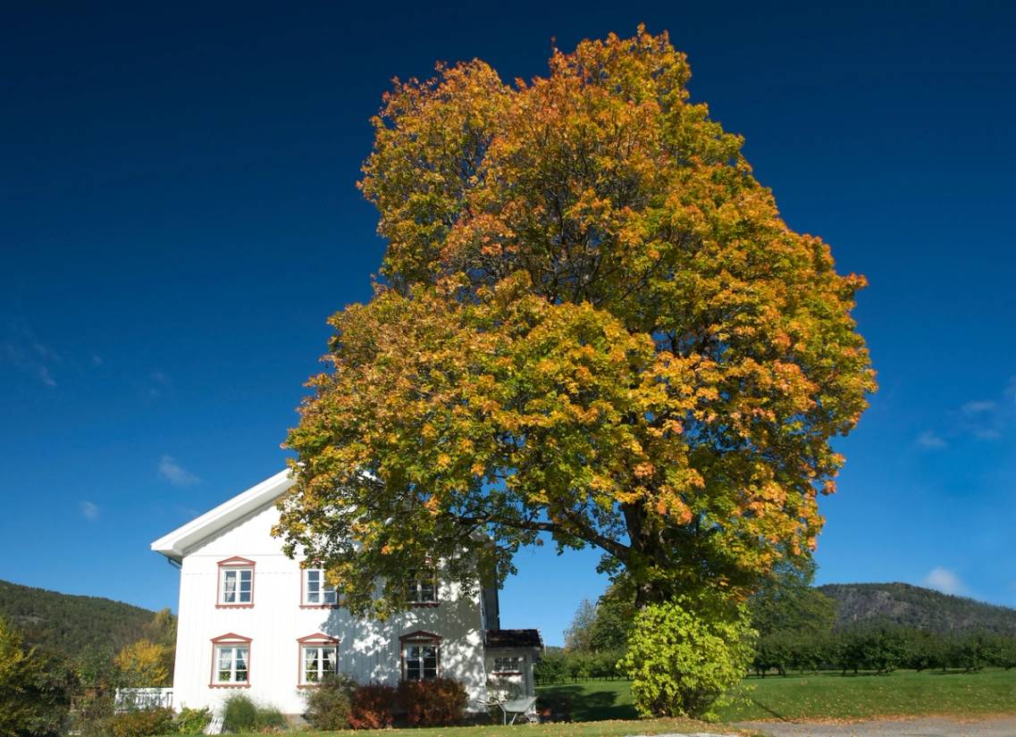 Et stort epletre med høstfargede blader foran en hvit gårdsbygning under en klar blå himmel.