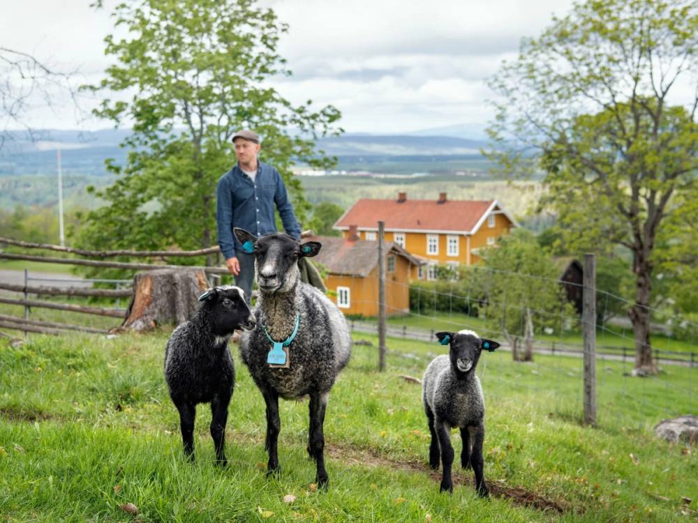 En mann står med tre sauer i en grønn eng med hus og trær i bakgrunnen.