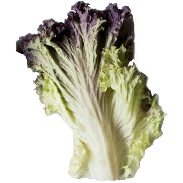 Rødlollosalat med grønne og lilla blader på en hvit bakgrunn