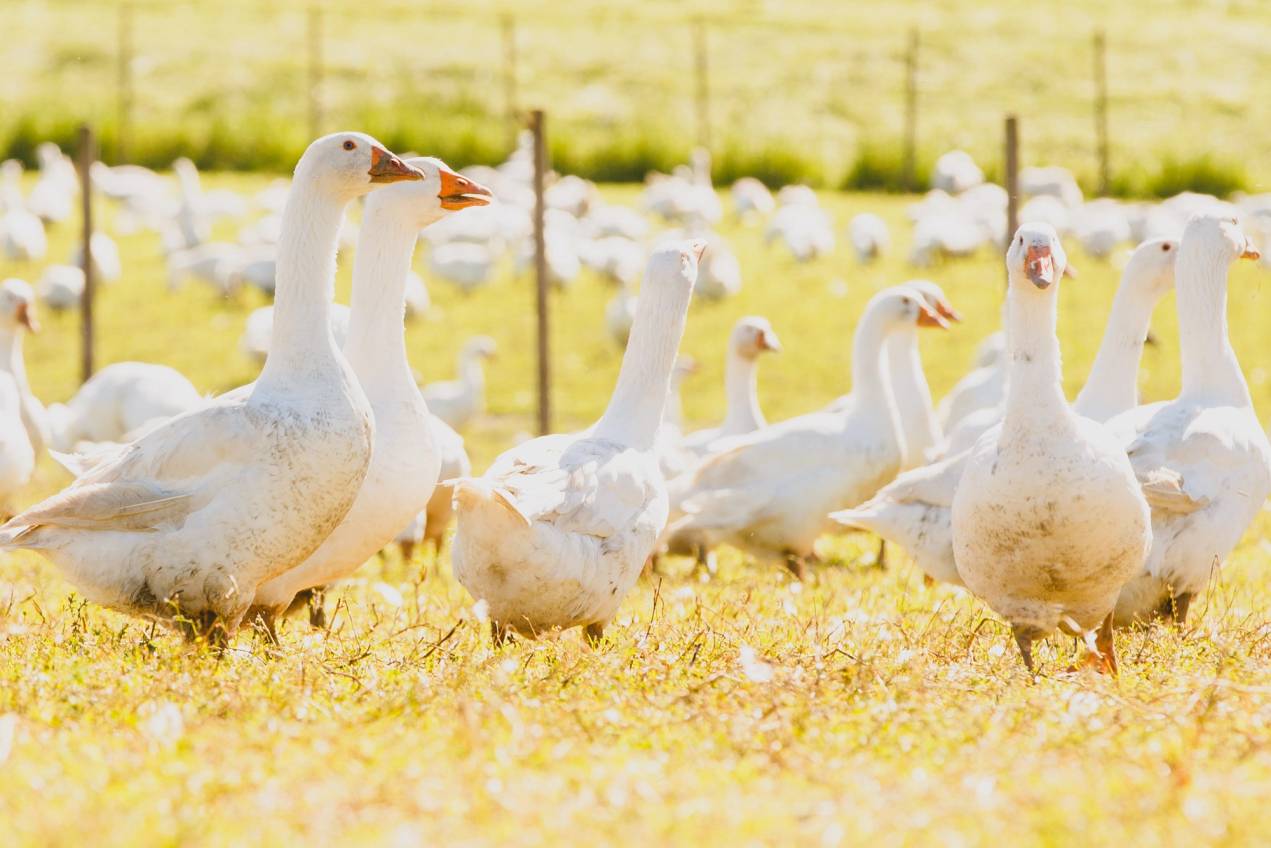 Gjesser går på en gresslette ved Holte gård, omgitt av flere andre gjess.