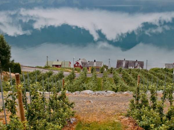 Eplehagen til Åkre Gård i Hardanger strekker seg ned mot Sørfjorden.