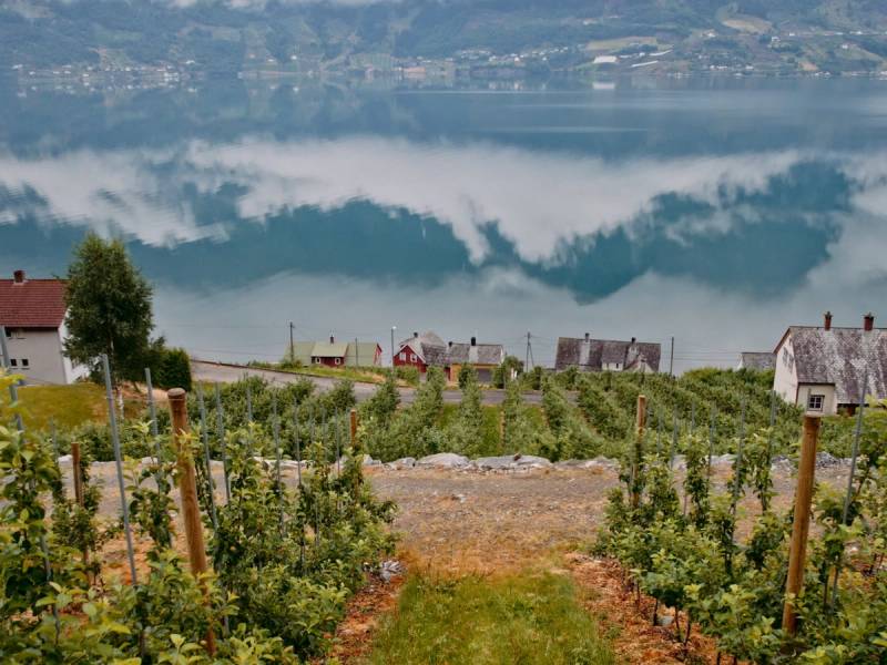 Vinstokker i en vinmark med utsikt over en innsjø og fjell i bakgrunnen, sett fra en skråning eller åsside.