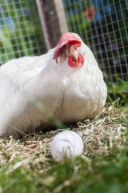 En høne som ligger på bakken med et egg foran seg i en innhegning.