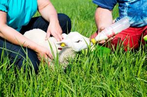 To personer gir melk til en lam som står i grønt gress, med en flaske i hånden til den ene personen.