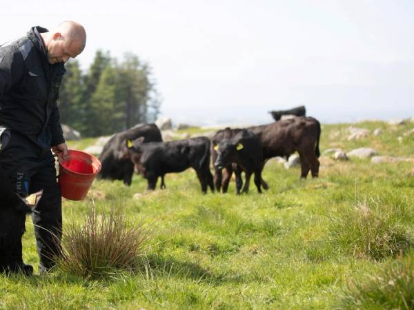 En Angus-bonde og Anguskyr på beite.