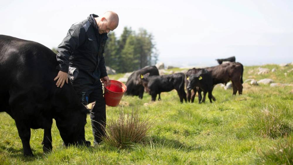 En Angus-bonde og Anguskyr på beite.