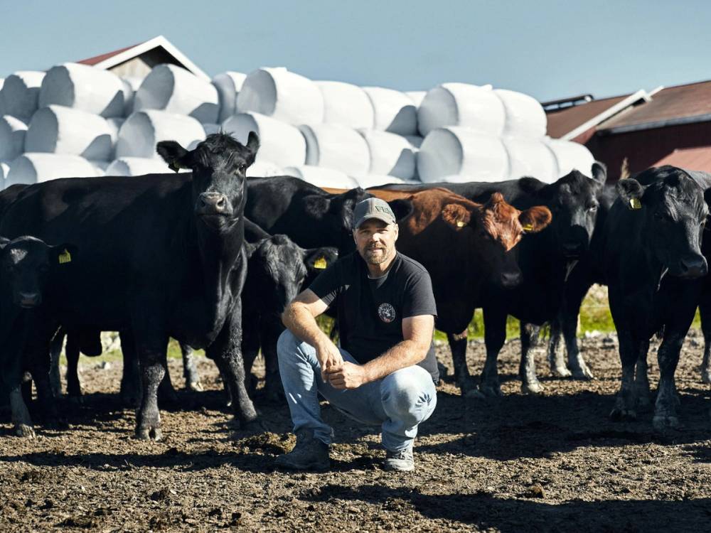 Espen Krogstad sammen med en flokk Anguskyr foran et berg av rundballer.